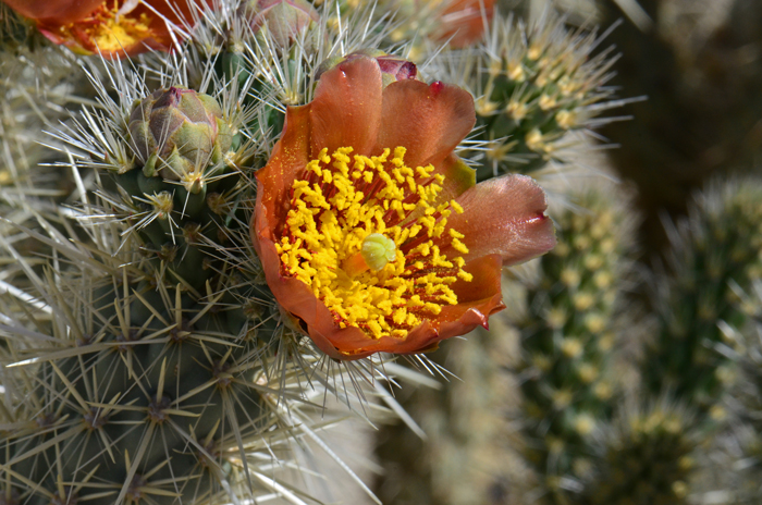 Gander's Buckhorn Cholla has showy yellow to yellow-green, generally red-tipped. Plants bloom from March to May. Cylindropuntia ganderi 